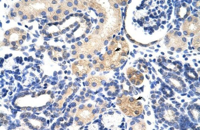 EMG1 Antibody in Immunohistochemistry (Paraffin) (IHC (P))