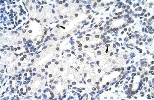 SURF6 Antibody in Immunohistochemistry (Paraffin) (IHC (P))