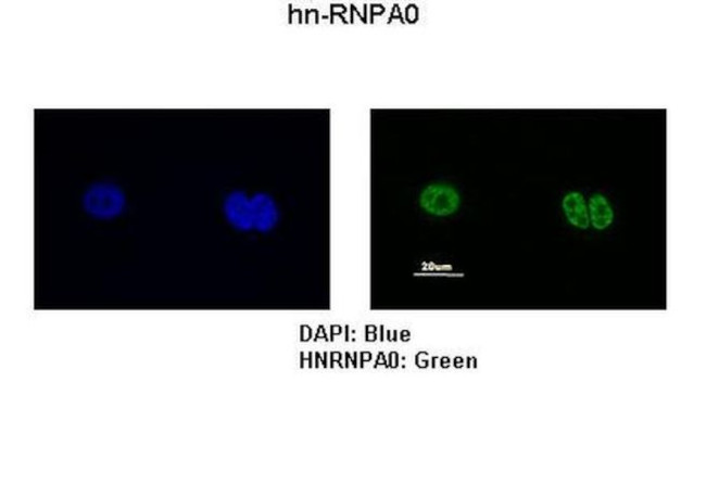 HNRNPA0 Antibody in Immunocytochemistry (ICC/IF)