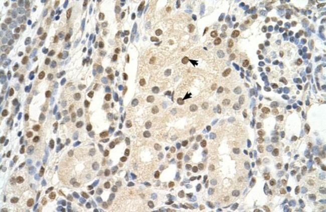 PUF60 Antibody in Immunohistochemistry (Paraffin) (IHC (P))