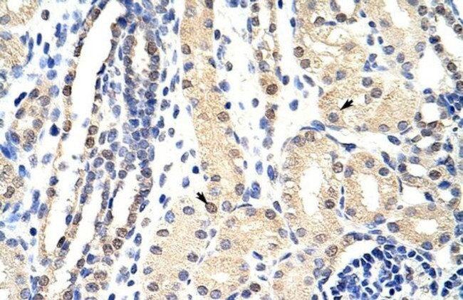 EXOSC3 Antibody in Immunohistochemistry (Paraffin) (IHC (P))