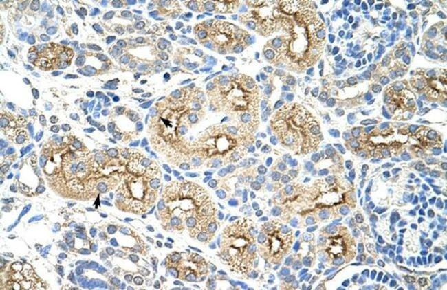 MIF4GD Antibody in Immunohistochemistry (Paraffin) (IHC (P))