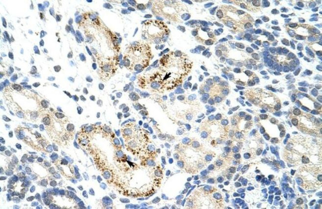 NOC4L Antibody in Immunohistochemistry (Paraffin) (IHC (P))