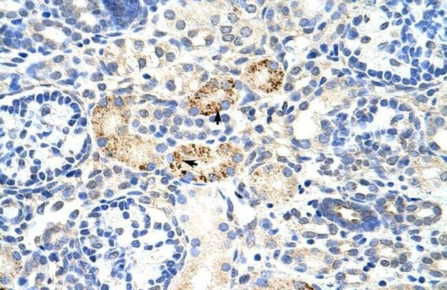 RBM4B Antibody in Immunohistochemistry (Paraffin) (IHC (P))