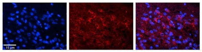 DND1 Antibody in Immunohistochemistry (Paraffin) (IHC (P))