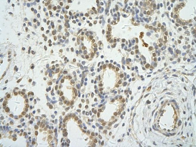WDR12 Antibody in Immunohistochemistry (Paraffin) (IHC (P))