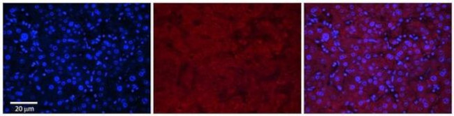 MASP2 Antibody in Immunohistochemistry (Paraffin) (IHC (P))