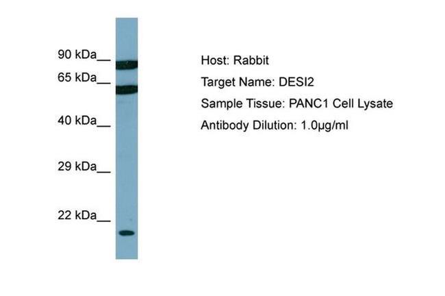 PNAS4 Antibody in Western Blot (WB)