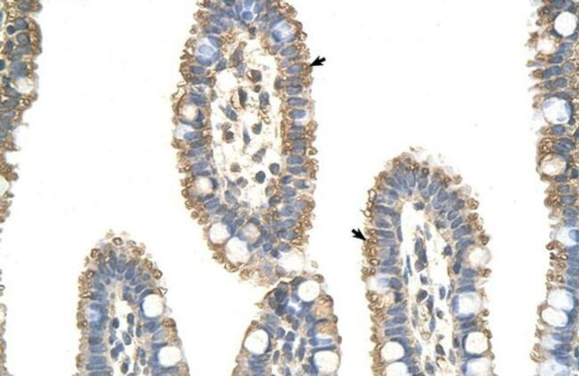 APC7 Antibody in Immunohistochemistry (Paraffin) (IHC (P))