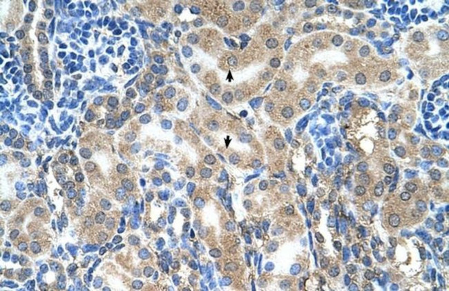KAO Antibody in Immunohistochemistry (Paraffin) (IHC (P))