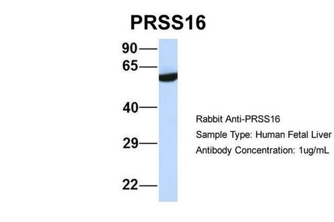 PRSS16 Antibody in Western Blot (WB)