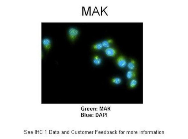 MAK Antibody in Immunocytochemistry (ICC/IF)