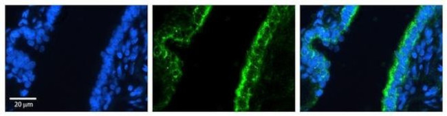 RhoD Antibody in Immunohistochemistry (Paraffin) (IHC (P))