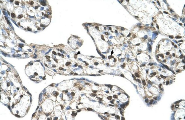 SLC48A1 Antibody in Immunohistochemistry (IHC)