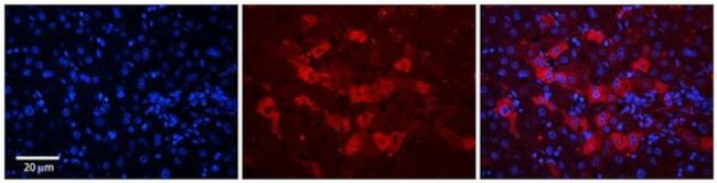 WDR23 Antibody in Immunohistochemistry (Paraffin) (IHC (P))