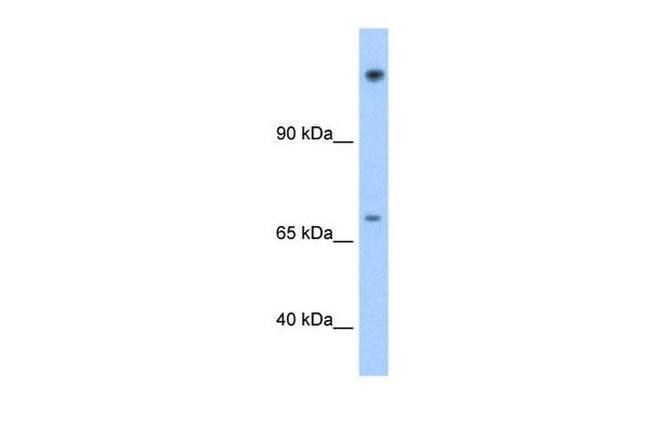 FAM129A Antibody in Western Blot (WB)