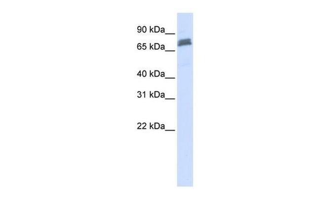 TRIM45 Antibody in Western Blot (WB)