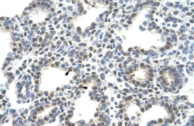 SLC10A5 Antibody in Immunohistochemistry (IHC)