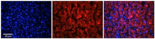 SLC37A4 Antibody in Immunohistochemistry (Paraffin) (IHC (P))