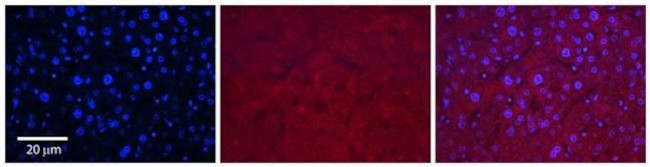 SLC37A4 Antibody in Immunohistochemistry (Paraffin) (IHC (P))