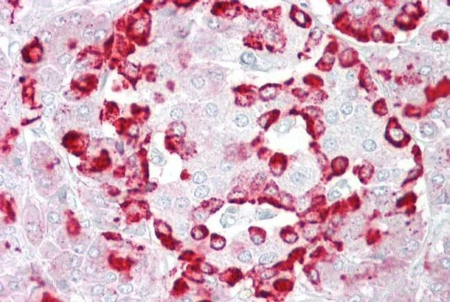 GP2 Antibody in Immunohistochemistry (Paraffin) (IHC (P))