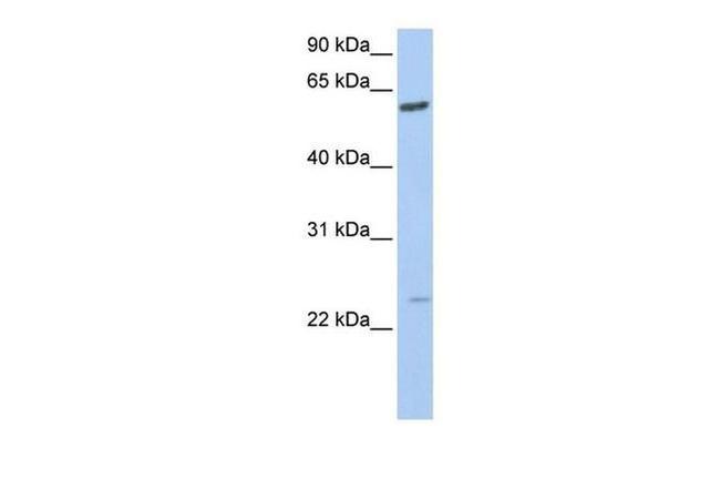 FAM3C Antibody in Western Blot (WB)