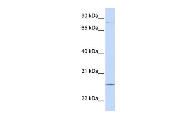 PCDHGC3 Antibody in Western Blot (WB)