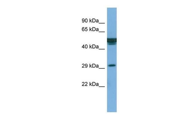 FAM3B Antibody in Western Blot (WB)