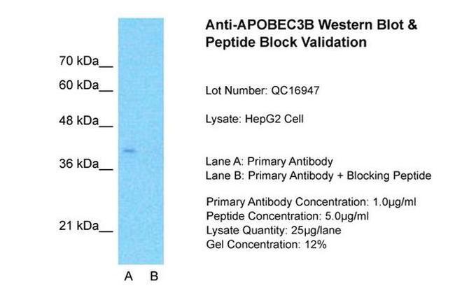 APOBEC3B Antibody in Western Blot (WB)