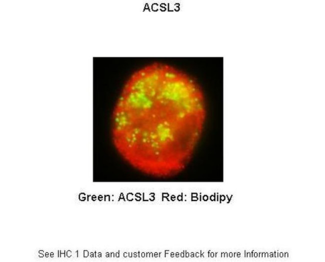 ACSL3 Antibody in Immunocytochemistry (ICC/IF)