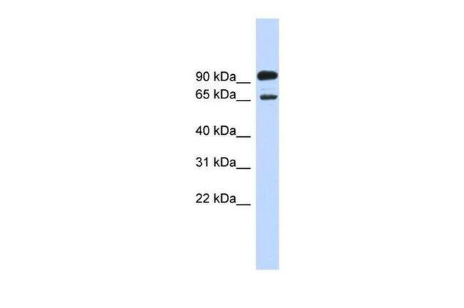 LARGE Antibody in Western Blot (WB)