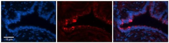 NETO2 Antibody in Immunohistochemistry (Paraffin) (IHC (P))
