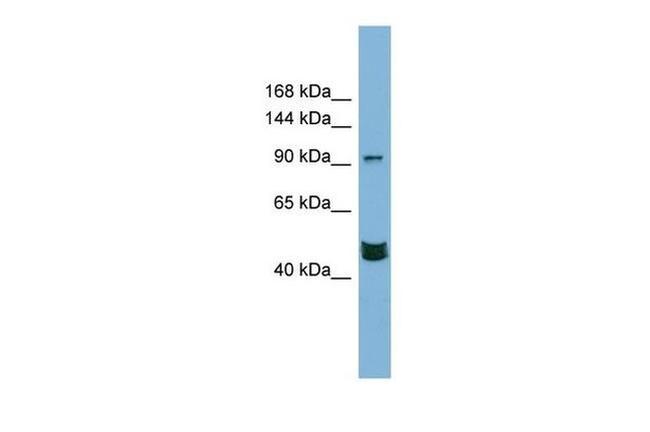 MAML3 Antibody in Western Blot (WB)
