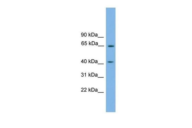 PLEKHO1 Antibody in Western Blot (WB)