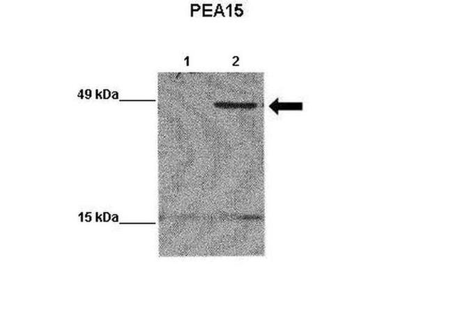 PEA15 Antibody in Western Blot (WB)