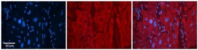 SELENBP1 Antibody in Immunohistochemistry (Paraffin) (IHC (P))