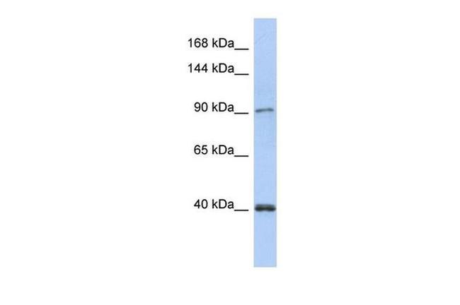 POLK Antibody in Western Blot (WB)