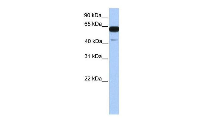 PWWP2A Antibody in Western Blot (WB)