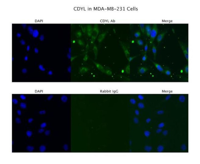 CDYL Antibody in Immunocytochemistry (ICC/IF)