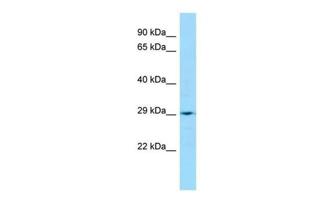LRRC59 Antibody in Western Blot (WB)
