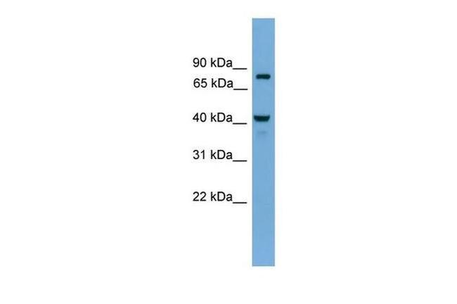 FAM105A Antibody in Western Blot (WB)