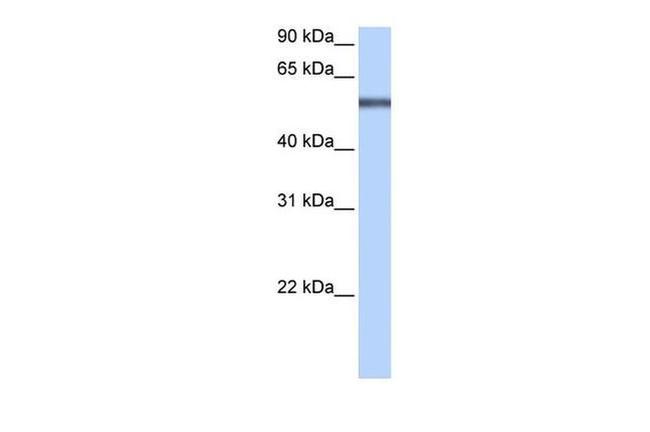 LRRC8E Antibody in Western Blot (WB)