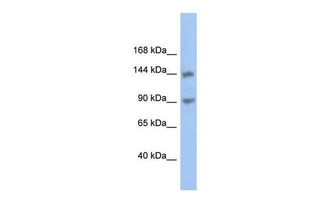 CNTNAP3 Antibody in Western Blot (WB)