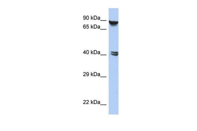 ZNF429 Antibody in Western Blot (WB)