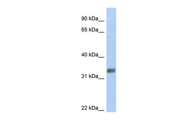 PURG Antibody in Western Blot (WB)