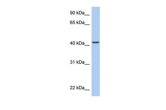 ARID3C Antibody in Western Blot (WB)