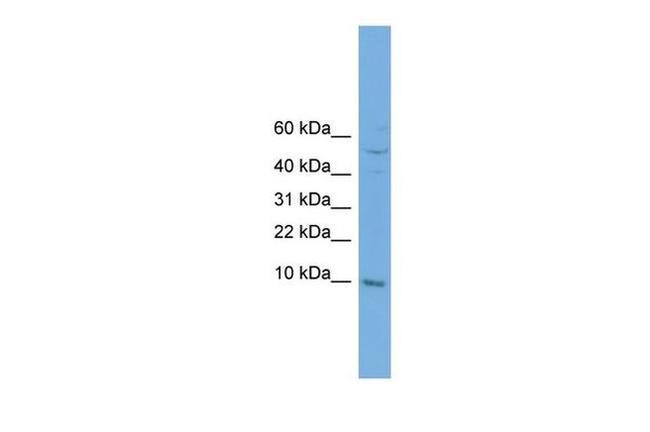 COX7B Antibody in Western Blot (WB)