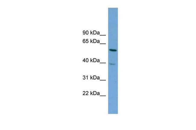 TOM1 Antibody in Western Blot (WB)