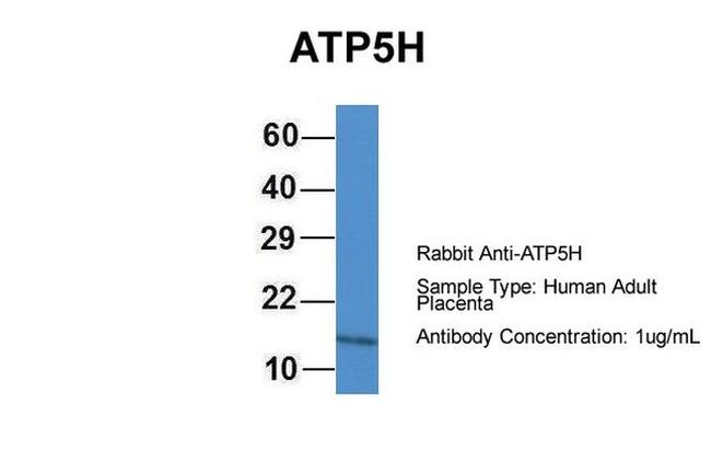 ATP5H Antibody in Western Blot (WB)