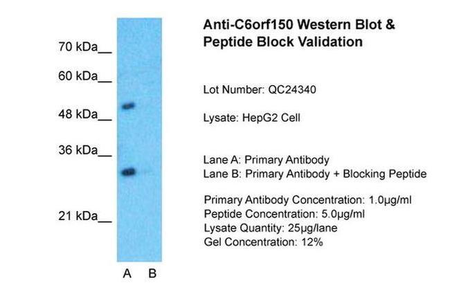 cGAS Antibody in Western Blot (WB)